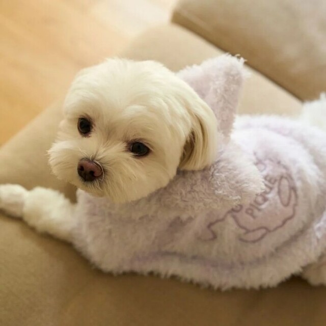 gelato pique PIQUE MONSTER ケープ Pets-first ONLINESTORE