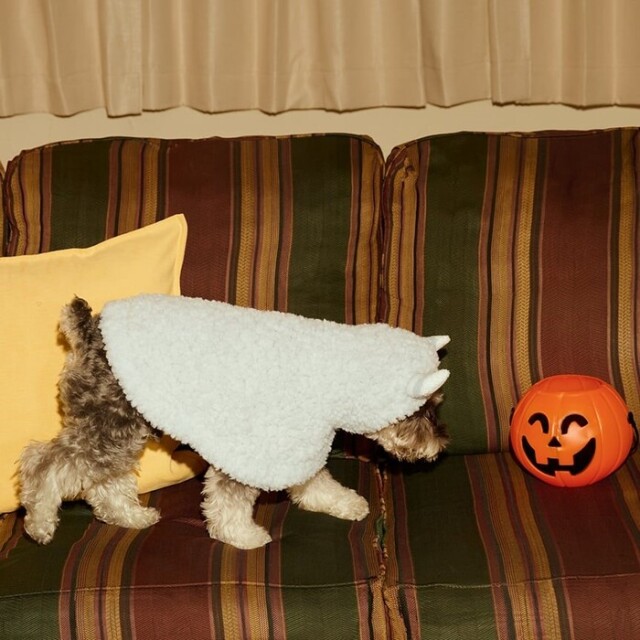 2025年ハロウィン】gelato pique PIQUE MONSTER ケープ Pets