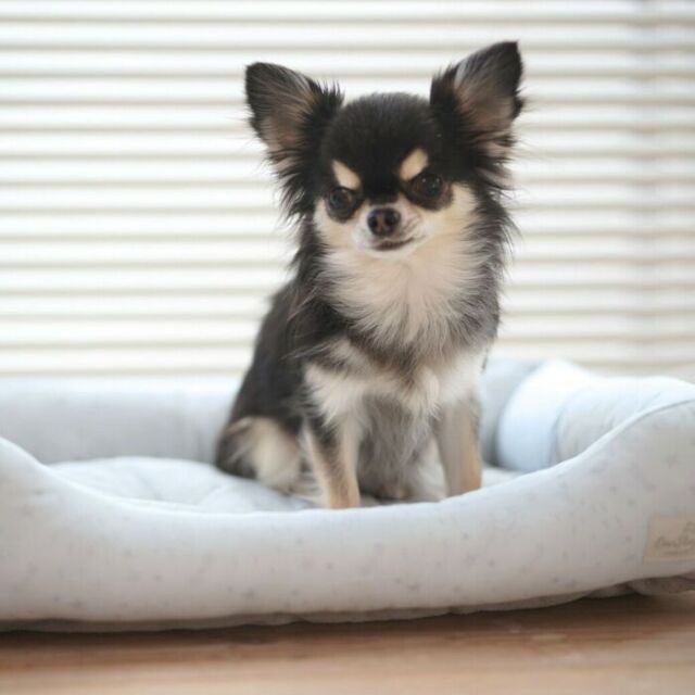 クールスクエアベッド