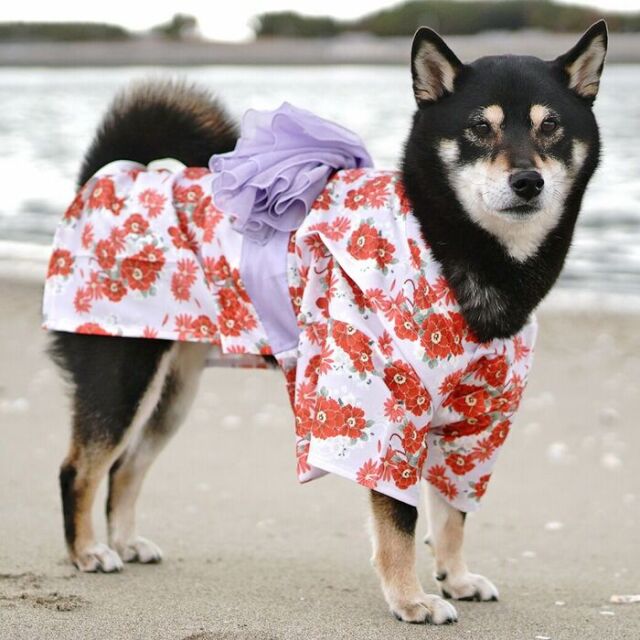 IDOG&ICAT】 華やか大輪帯浴衣 Pets-first ONLINESTORE