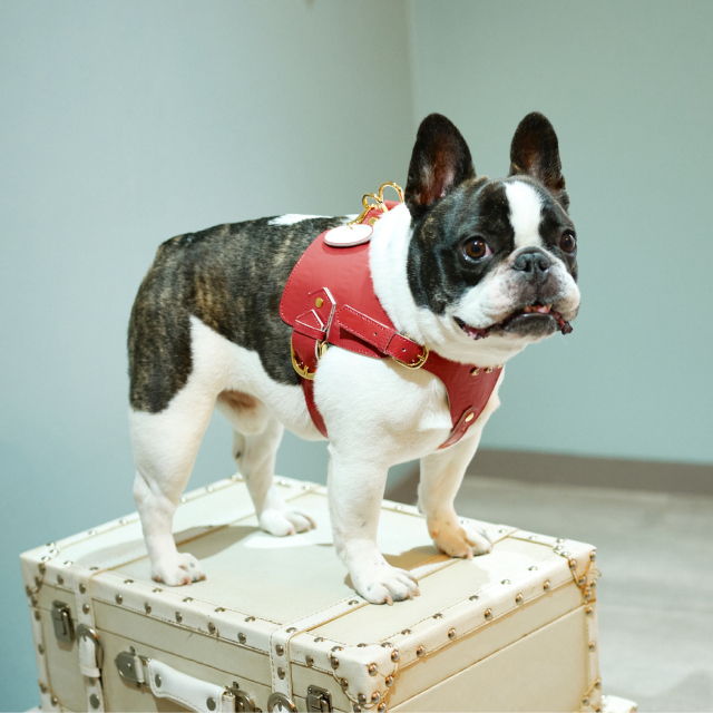 Now＆Fountain ボディベルト Aタイプ ジュエリーエンボス Pets-first