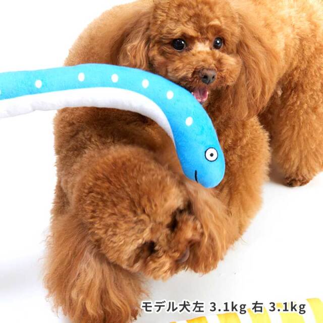 ロングトイチンアナゴ