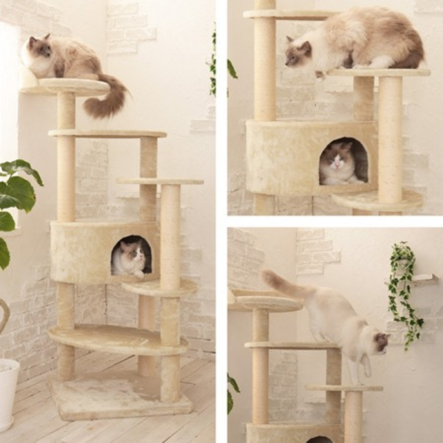 Mau