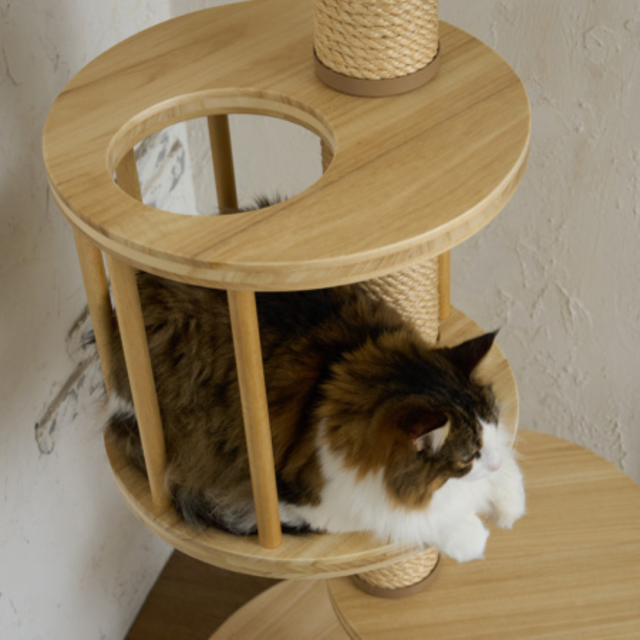 Mau