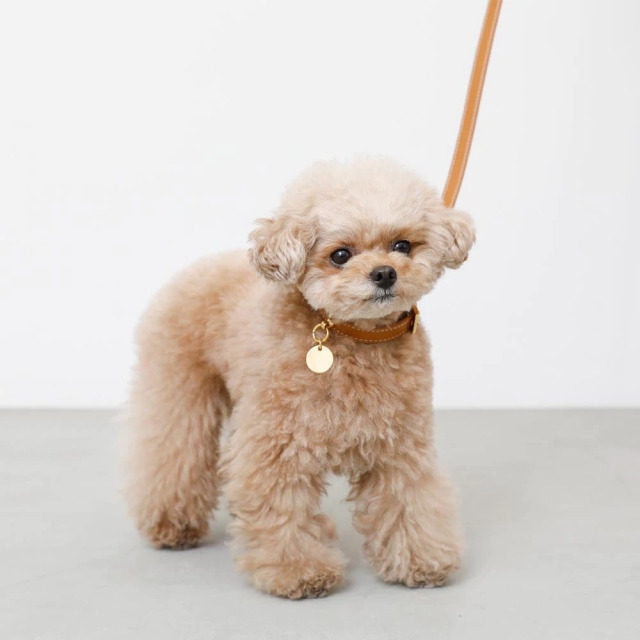 moncheri レザーリード（6色） Pets-first ONLINESTORE
