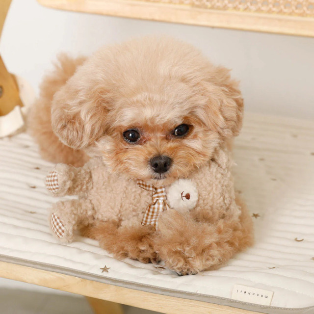 たるぎちゃん様✨御専用カフェマット 楽天市場】グンゼ 犬用マット 46×56cm カフェマット すべり止め