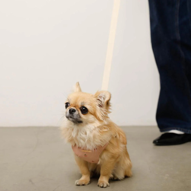 moncheri さくらんぼ刺繍ハーネス+リードSET Pets-first ONLINESTORE