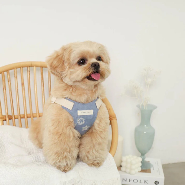 moncheri 冷感シェルヒトデ柄ハーネス+リードSET Pets-first ONLINESTORE
