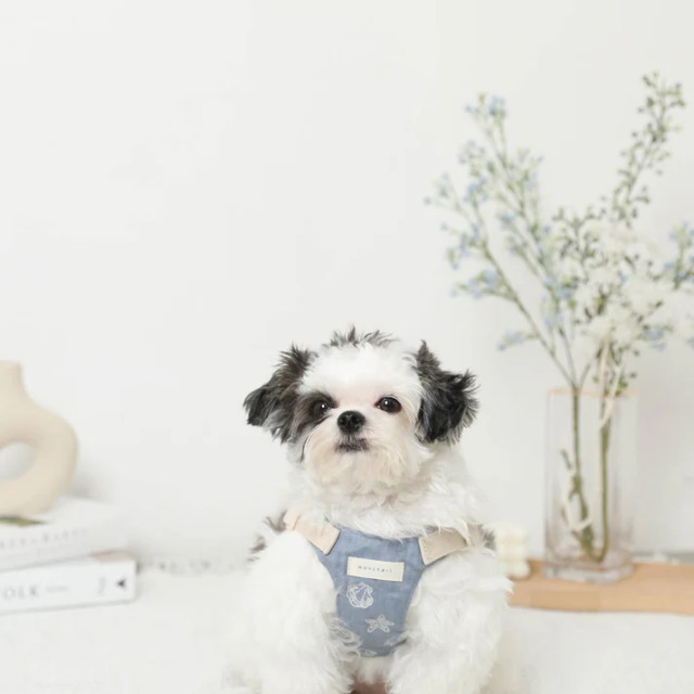 moncheri 冷感シェルヒトデ柄ハーネス+リードSET Pets-first