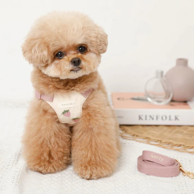 moncheri 冷感いちご柄ハーネス+リードSET Pets-first ONLINESTORE