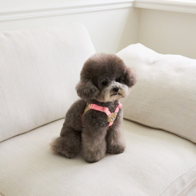 BYBONG ライトハーネス Pets-first ONLINESTORE