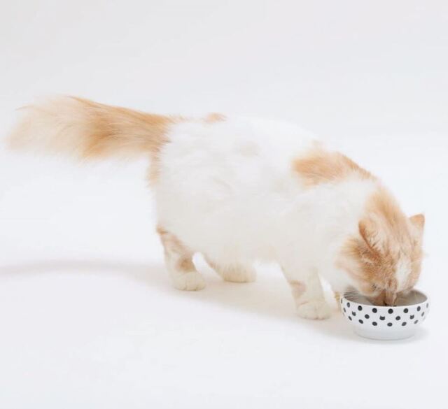 ハッピーダイニング　フードボウル