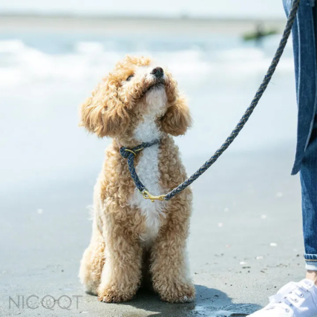 NICQQT
