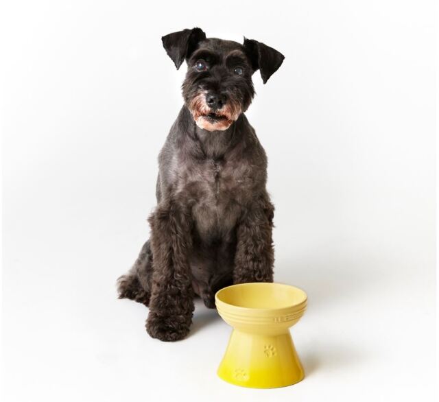 ルクルーゼ　ハイスタンド・ペットボール