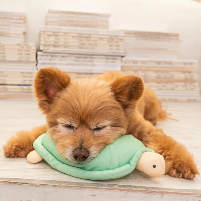 サマーフェア2025 Pets-first ONLINESTORE