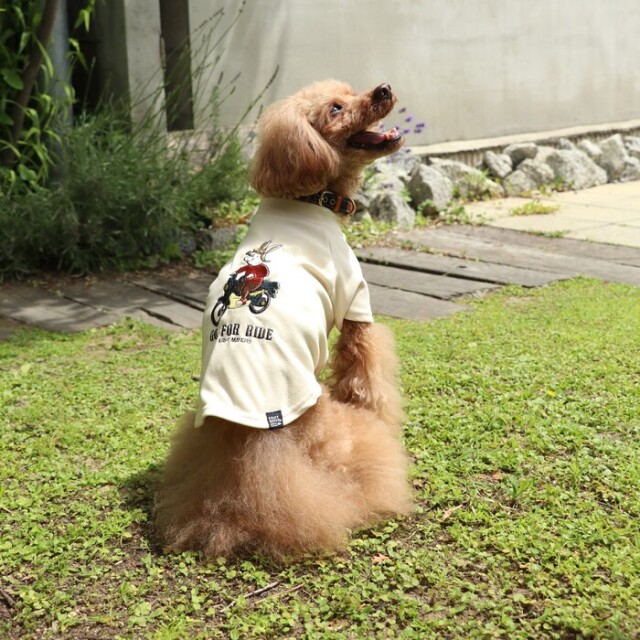 ロイヤルカナン犬　フレンチブルドッグ　9kg ロイヤルカナン フレンチブルドッグ 成犬・高齢犬用 9kg (生後12