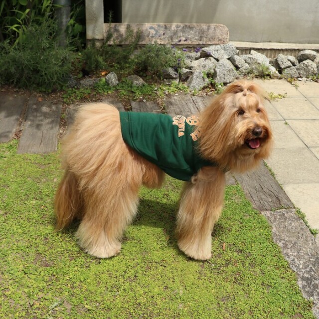 ロイヤルカナン フレンチブルドッグ 成犬・高齢犬用 9kg (生後12