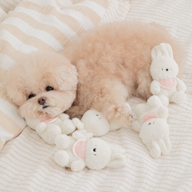 マイベスティバニーおもちゃ