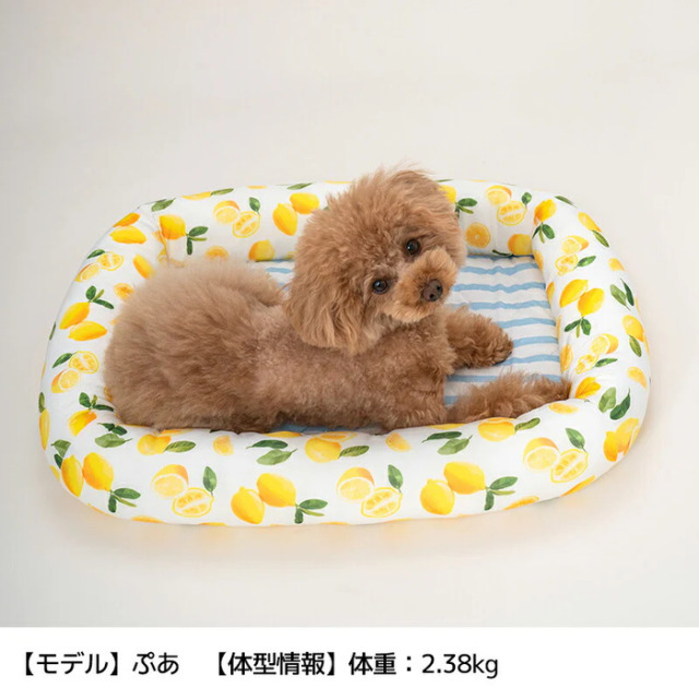 ソルグラ