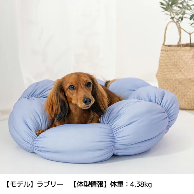 ソルグラ