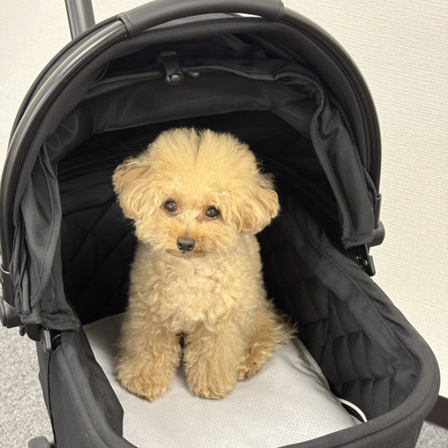 AIRMON Pet 冷却マット ファン付き エアモン ペット AIRMON PET 送風型クールマット ファン 扇風機