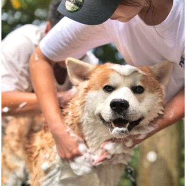 慶和シャンプー