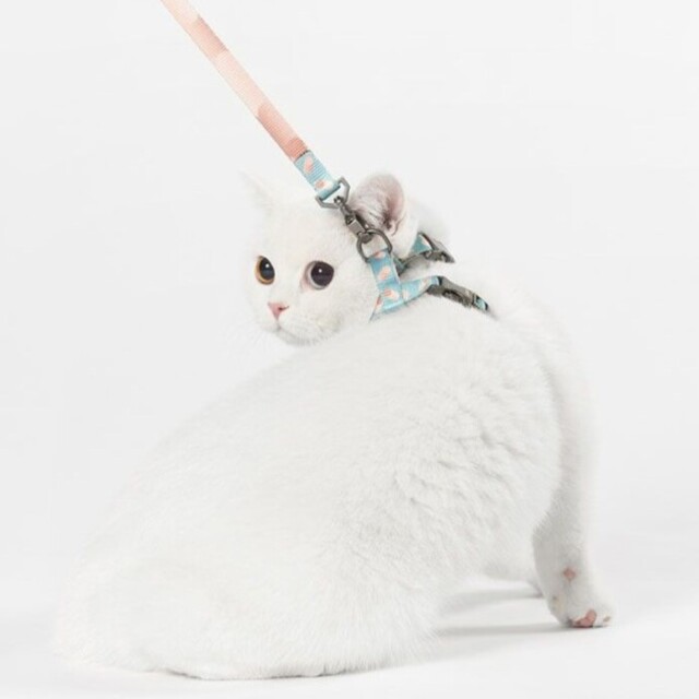 Pidan】リードハーネスセット（猫用） Pets-first ONLINESTORE
