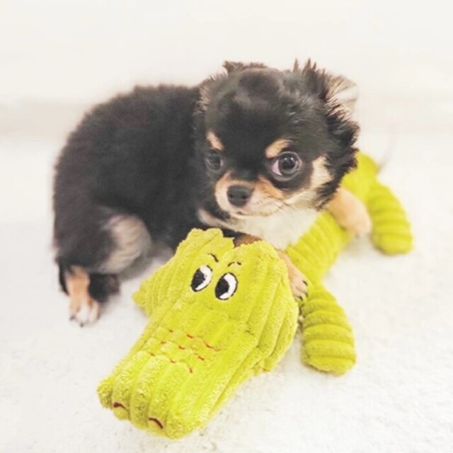 gelato pique パウダーハイネック【シュナウザー柄】ジャガードプル