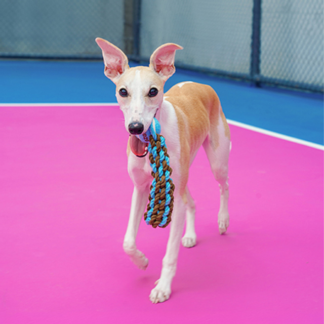 【zeze】DOG ROPE TOY Mark