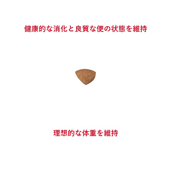 RCミニインドアアダルト