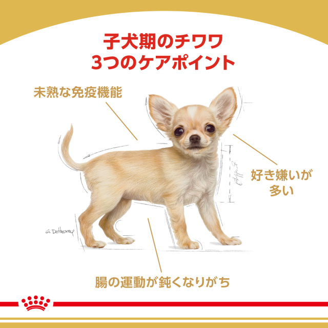 ロイヤルカナン チワワ 子犬用 1.5kg (生後8カ月齢まで) Pets-first