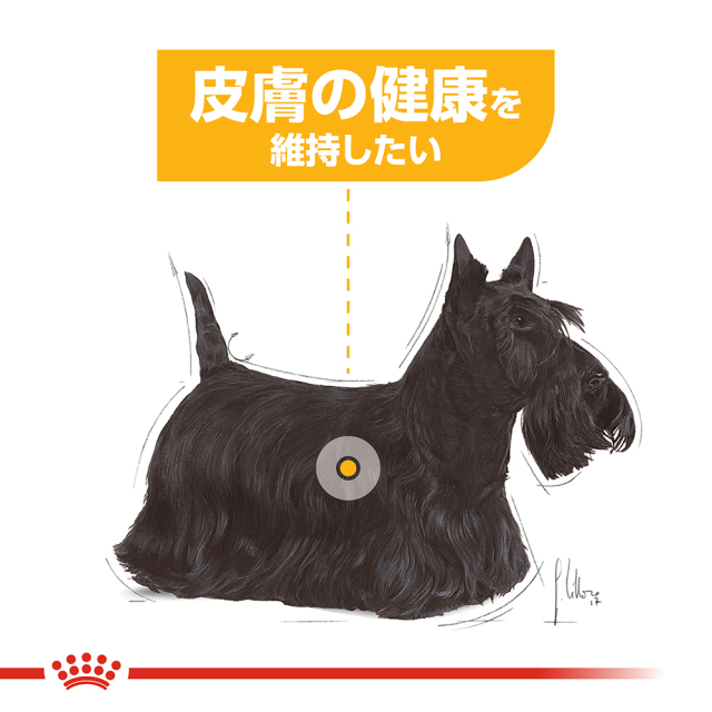 ロイヤルカナン ミニダーマコンフォート（成犬時体重予測10kg