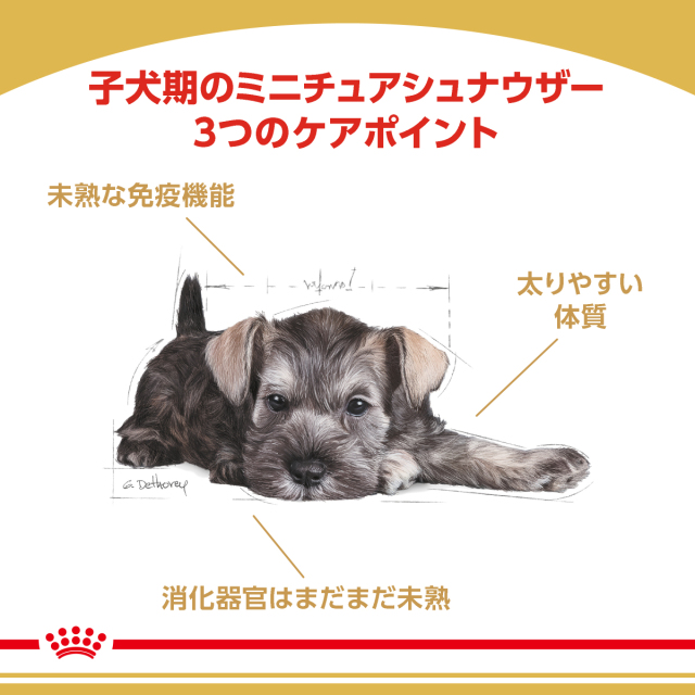 ロイヤルカナン ミニチュアシュナウザー 子犬用 (生後10カ月齢