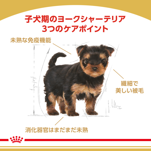 RCヨークシャー子犬