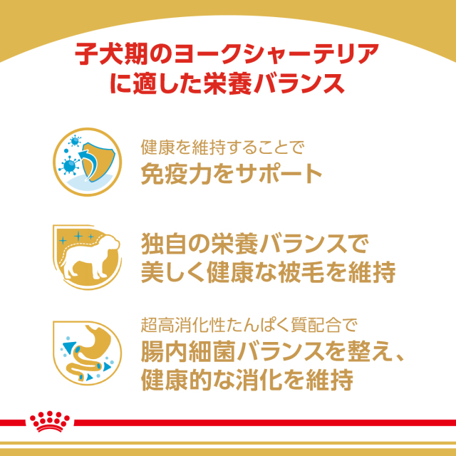 RCヨークシャー子犬