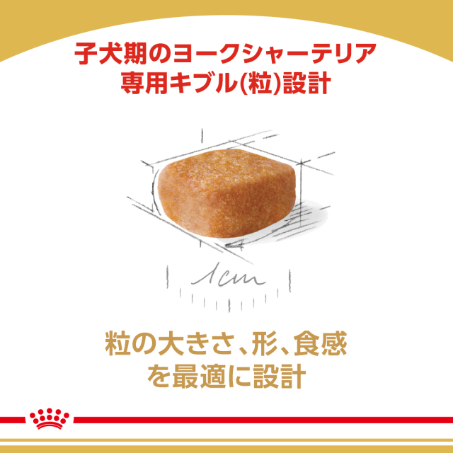 RCヨークシャー子犬