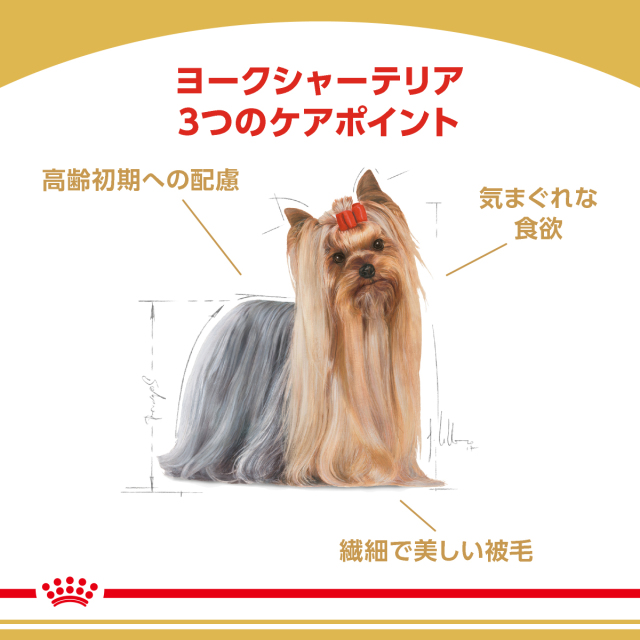 RCヨークシャー成犬