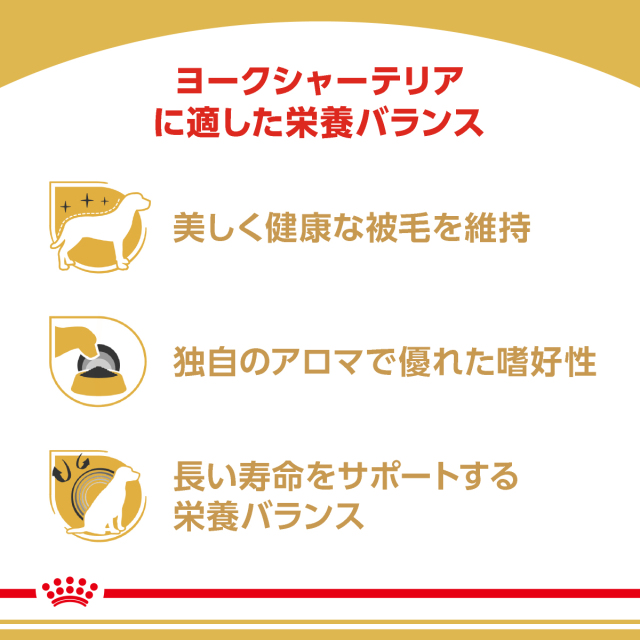 RCヨークシャー成犬