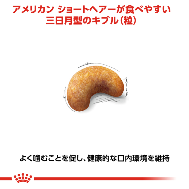 RCアメリカンショートヘアー