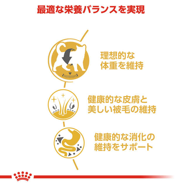 RCアメリカンショートヘアー