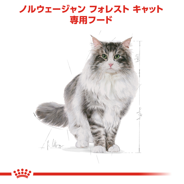 ロイヤルカナン　ノルウェージャンフォレストキャット　2キロ2袋 ① Amazon | ロイヤルカナン ノルウェージャン フォレスト キャット