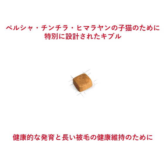 RCペルシャ子猫