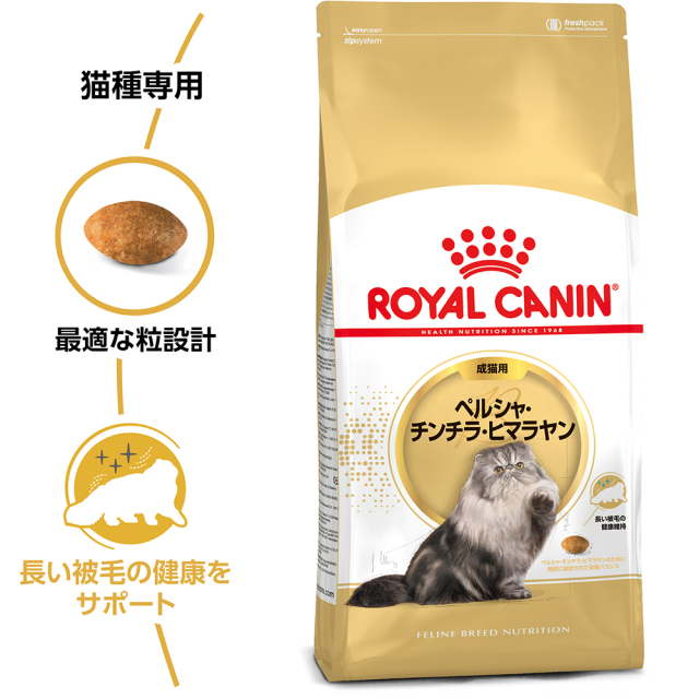 RCペルシャ成猫