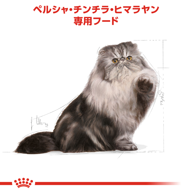 ロイヤルカナン　ペルシャ子猫ドライフード2kg2袋 24時間以内発送 ロイヤルカナン 【2kg×5袋】ロイヤルカナン FBN ペルシャ