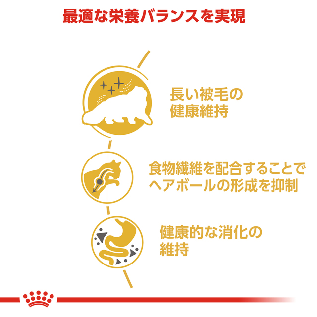 RCペルシャ成猫