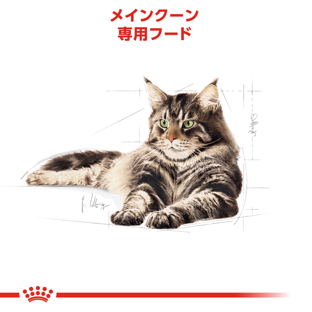 ロイヤルカナン メインクーン 成猫用 (生後15ヵ月齢から12歳まで) 2kg
