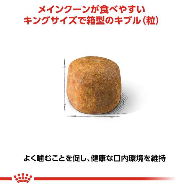 RCメインクーン