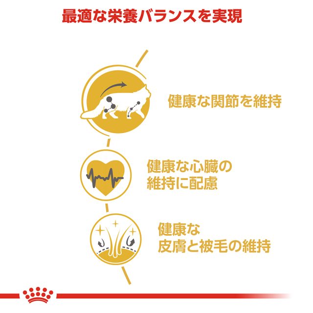 RCメインクーン