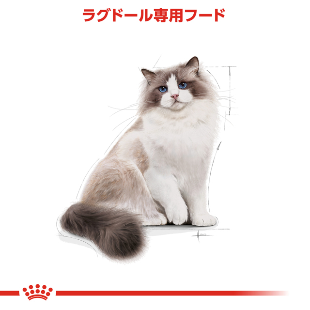 ロイヤルカナン ラグドール 2kg (生後12ヵ月齢から12歳まで) Pets