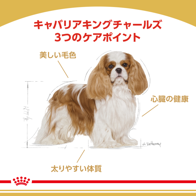 ロイヤルカナン キャバリア キング チャールズ 成犬・高齢犬用 3kg